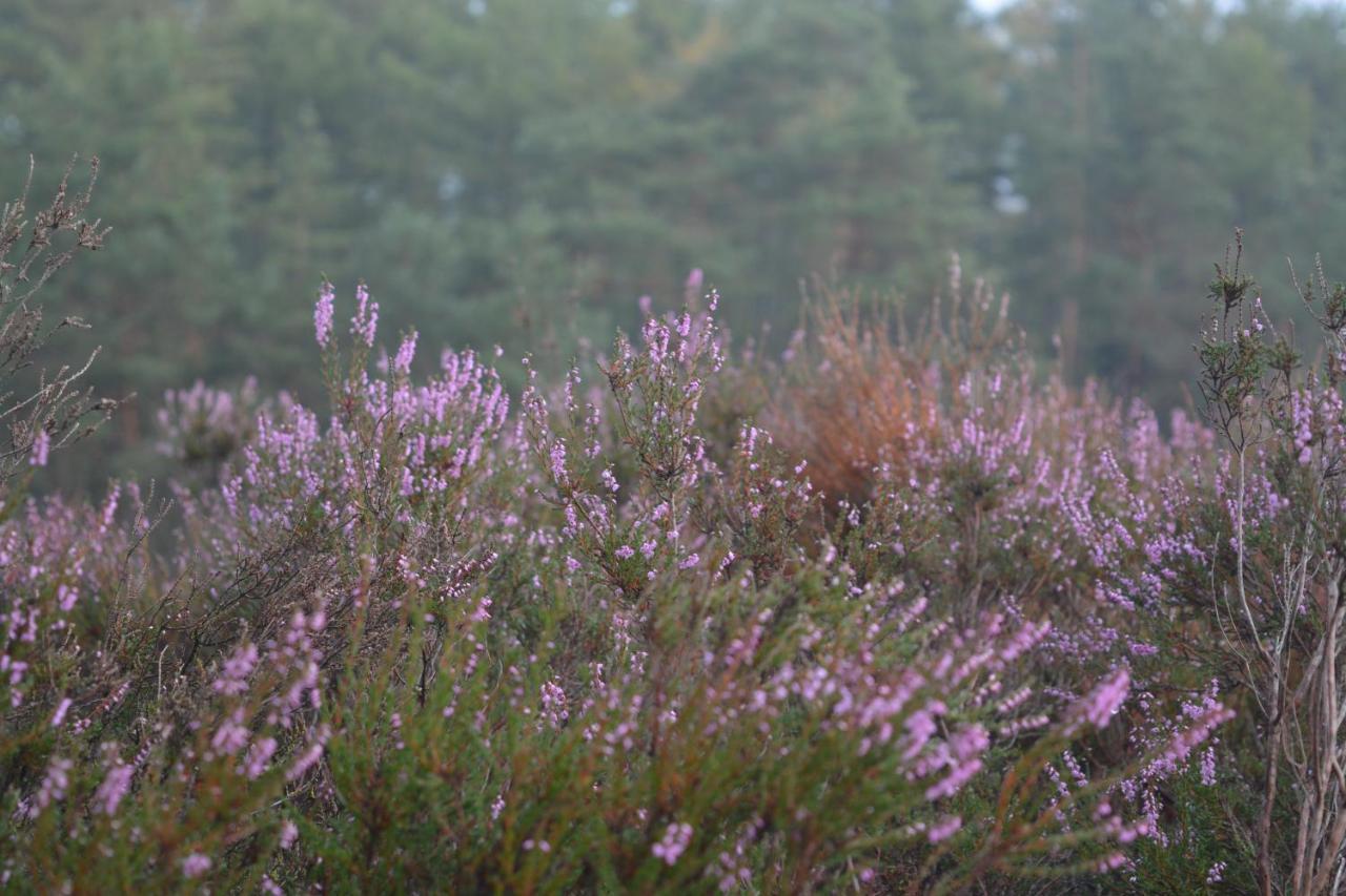 B&B De Loenense Bossen Buitenkant foto